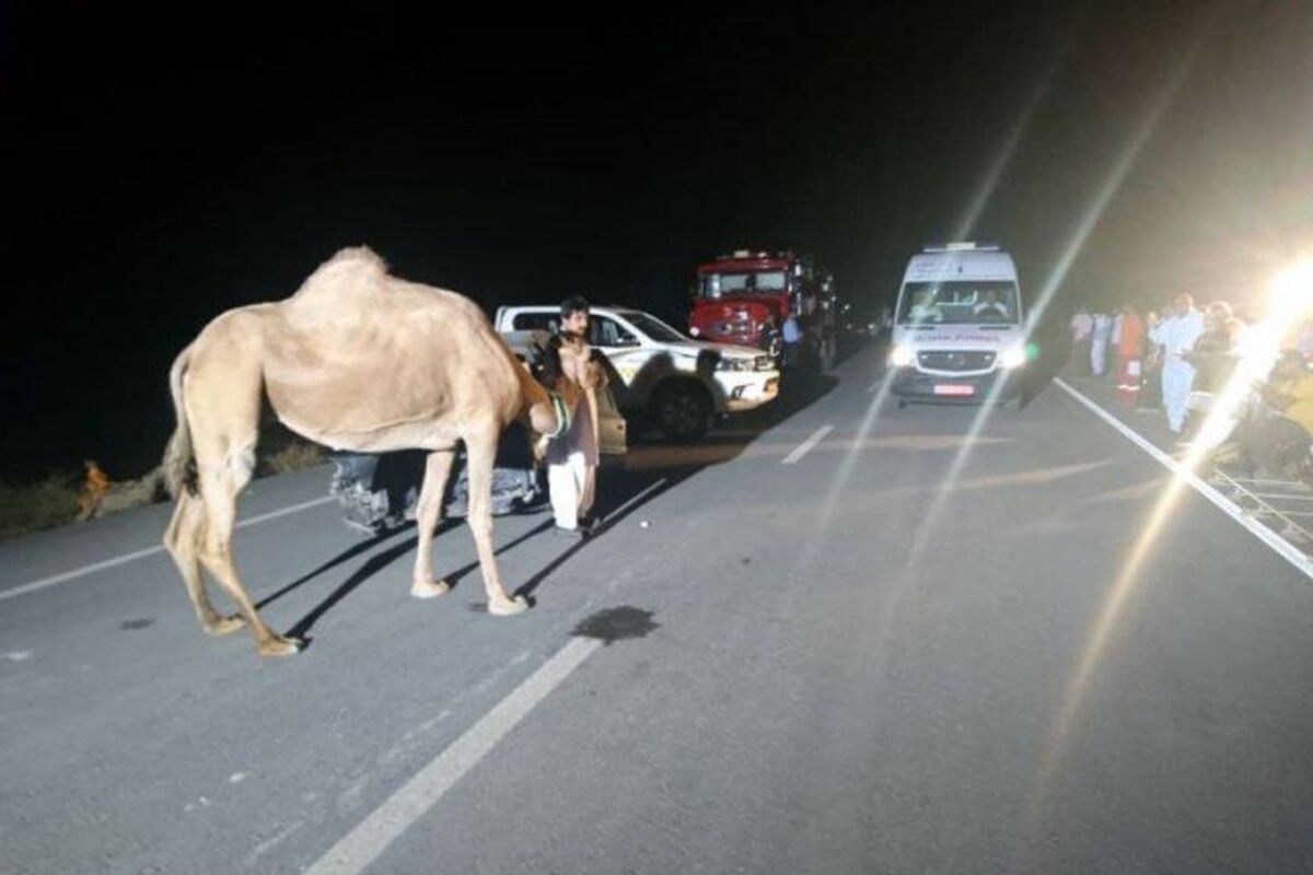 تصادف با شتر