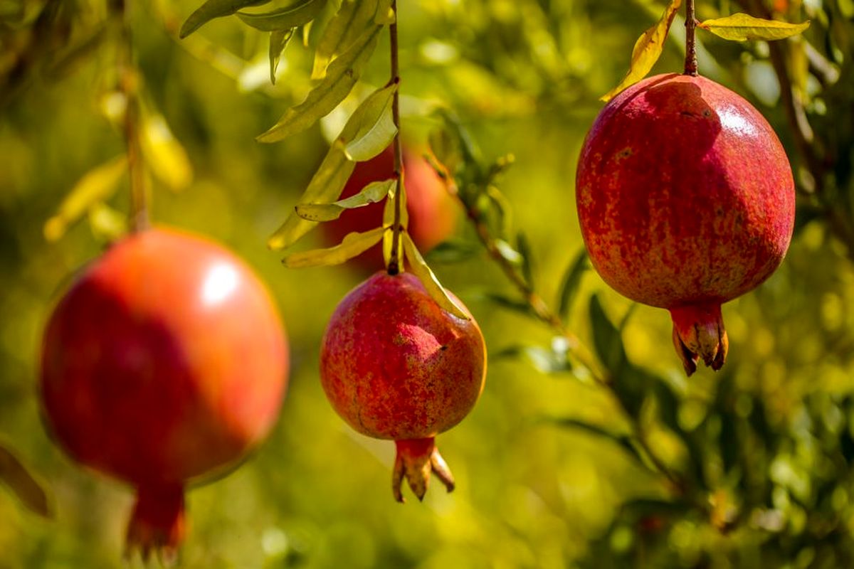 اصفهان- باغات انار