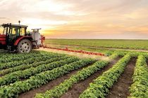 اجرای الگوی کشت نیازمند ۳۰۰ همت اعتبار / ابلاغ کشت گیاهان دارویی تا پایان هفته