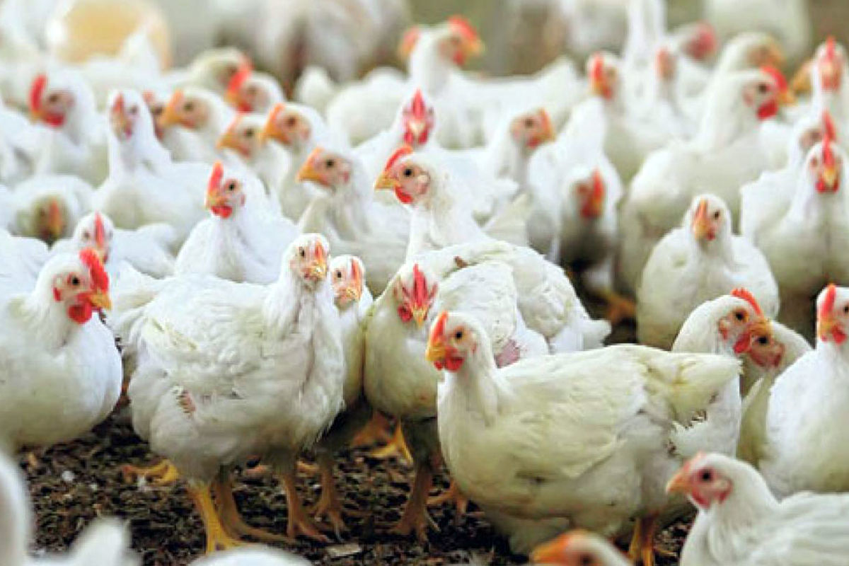 تولید مرغ