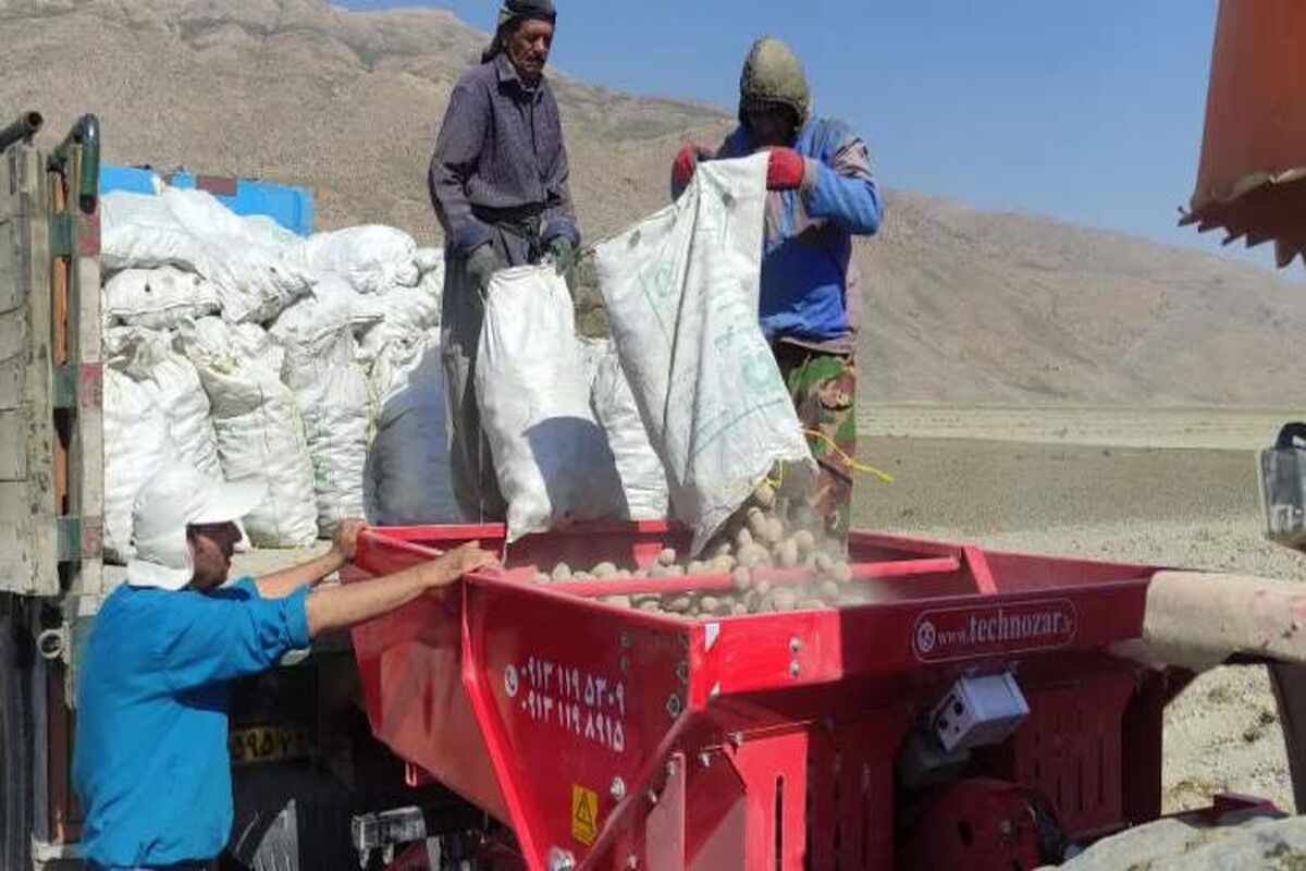 برداشت سیب زمینی