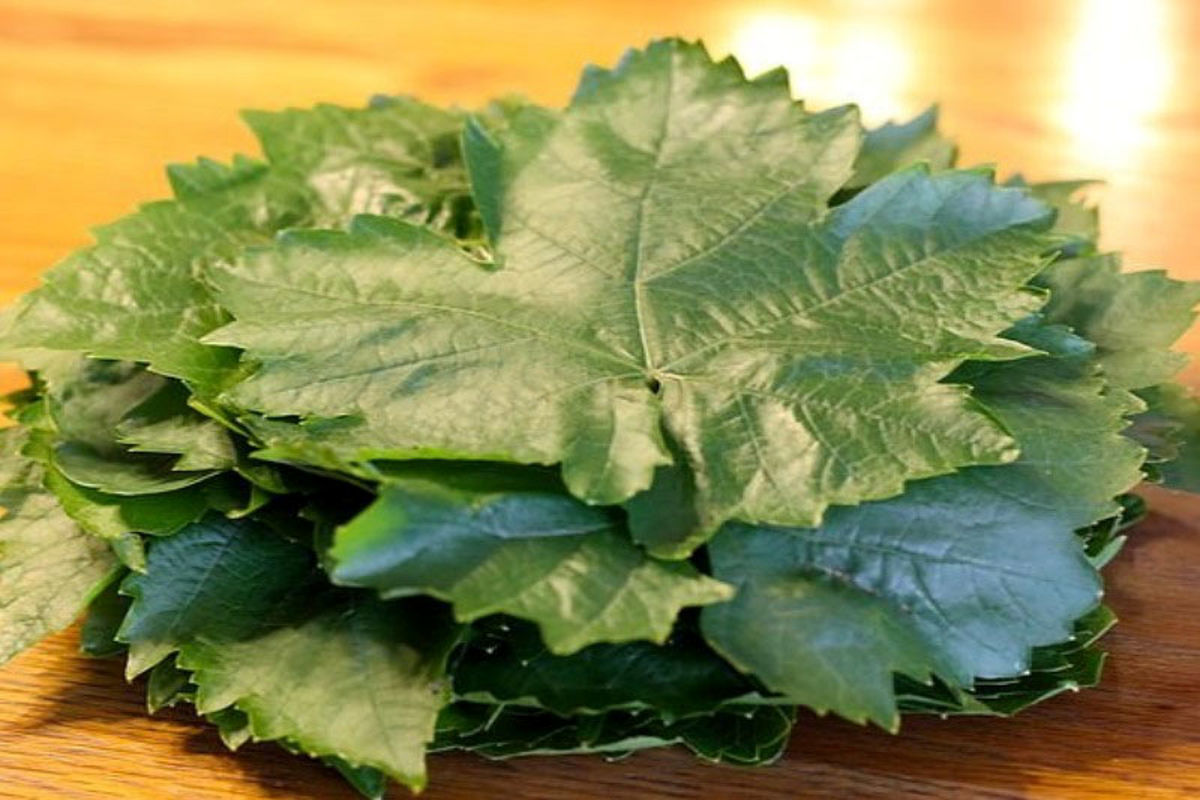 grape-leaves2-medium-banooyeshahr