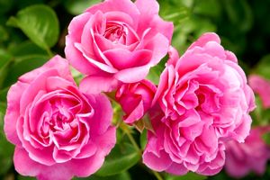 دودانگه؛ قطب تولید گل محمدی در مازندران