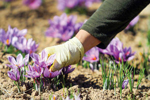 معامله حدود نیم تن زعفران در بورس 