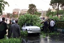 درختی تنومند بر روی دو خودرو در خیابان آزادی پایتخت سقوط کرد