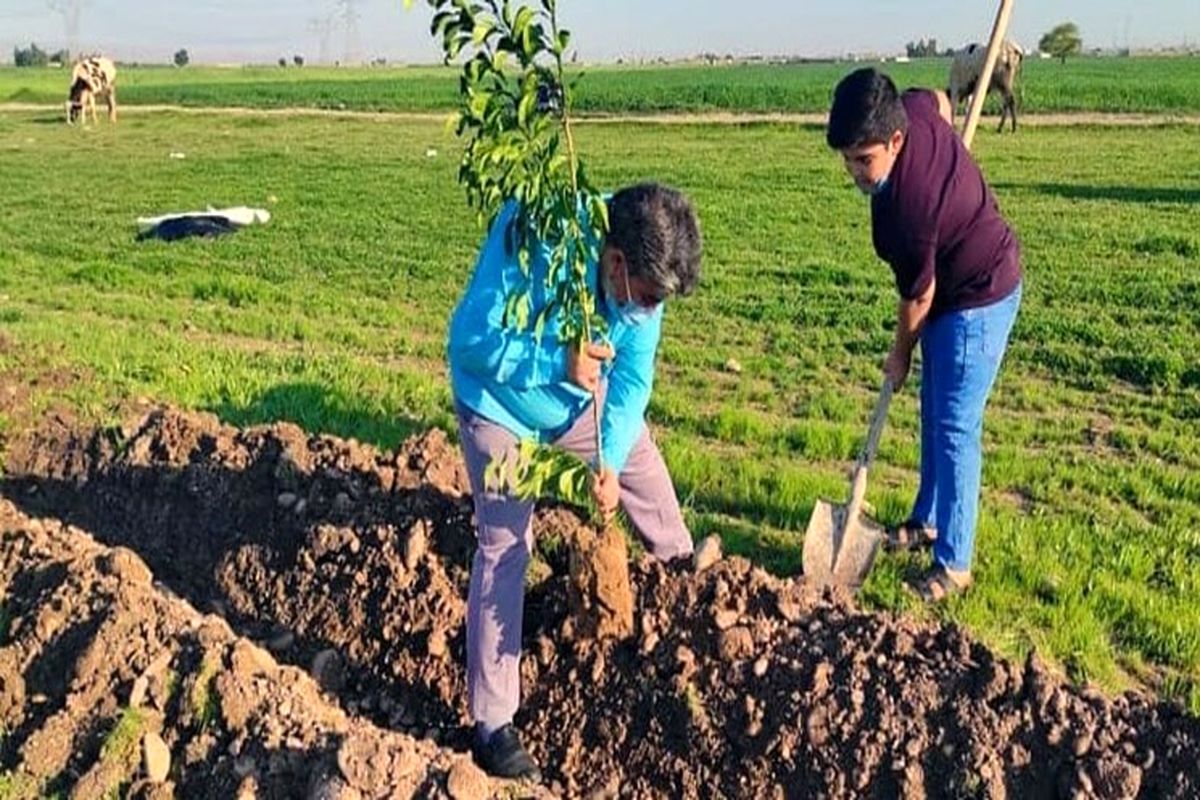 درخت کاری