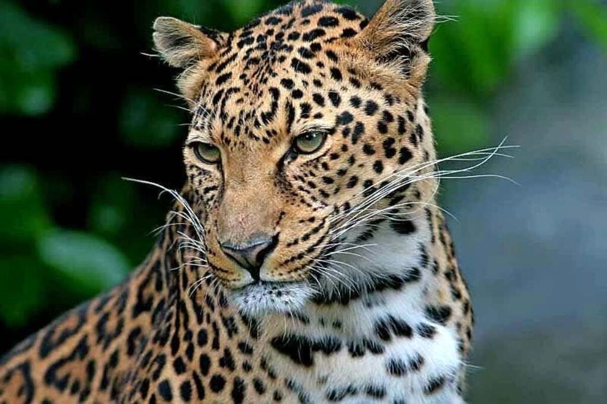 پلنگ+ایرانی