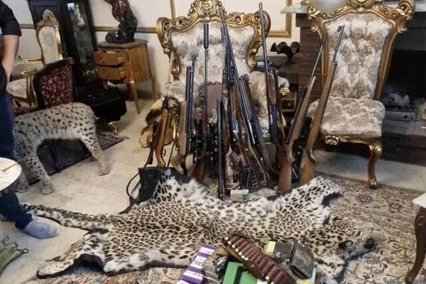 محموله بزرگ حیوانات تاکسیدرمی و سلاح در تهران کشف شد