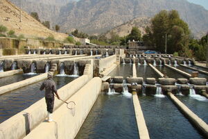 افزایش ۵۰ درصدی ظرفیت تولید آبزی‌پروری در اردبیل با حمایت از سرمایه‌گذاران