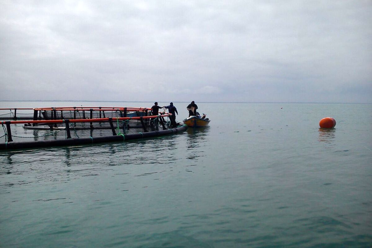 پرورش ماهی در خزر