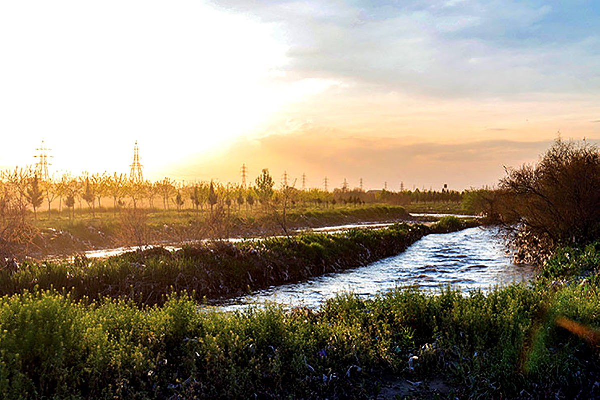 درختکاری در  کشف‌رود