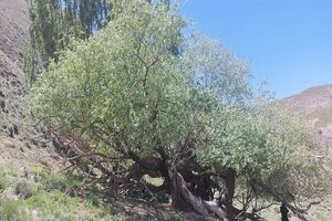ثبت درخت بید کهنسال تربت حیدریه در فهرست میراث طبیعی ملی 