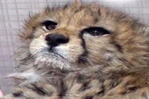 مجلس بصورت زنده ماجرای مرگ «پیروز» را پیگیری می‌کند