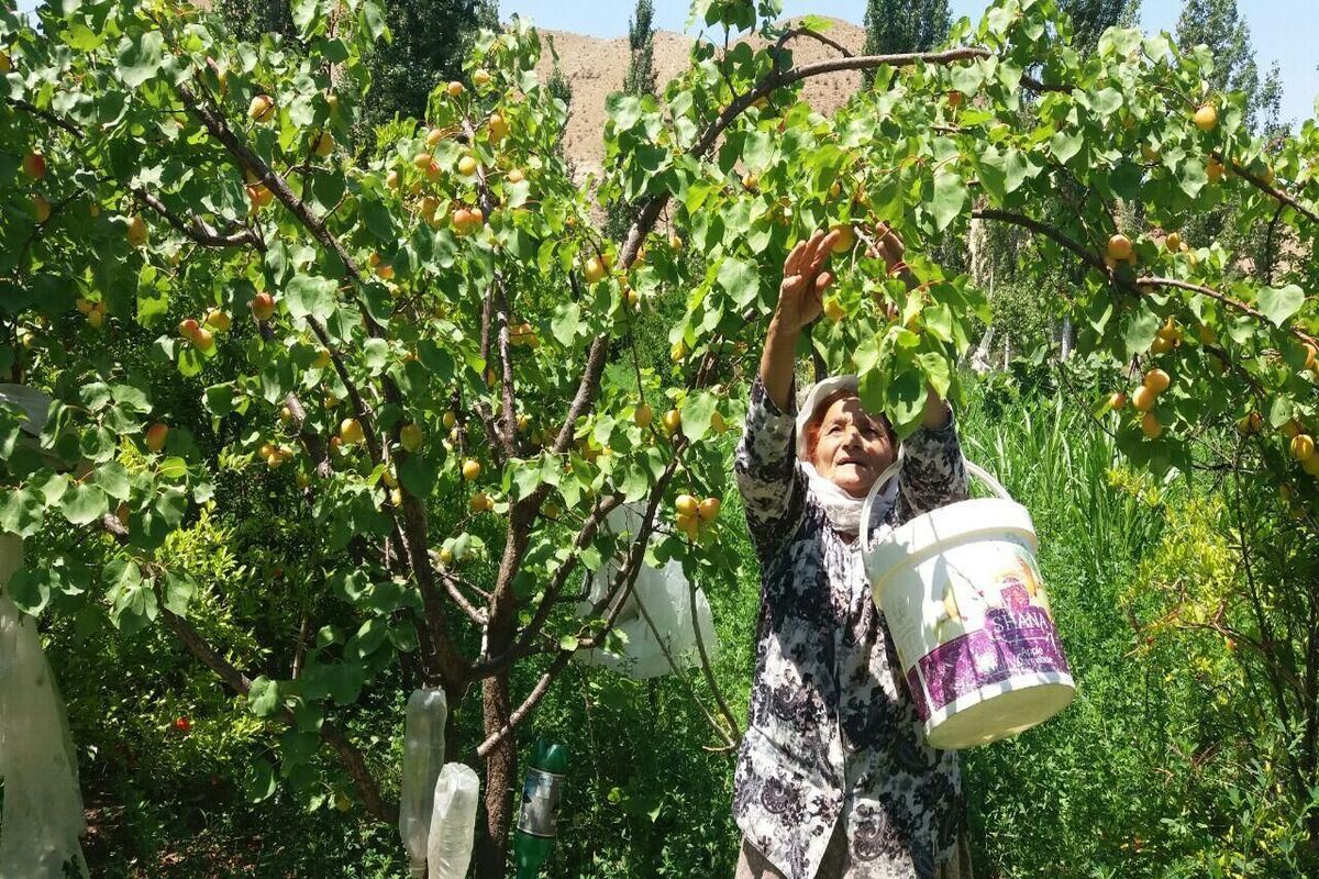 تولید میوه اردبیل