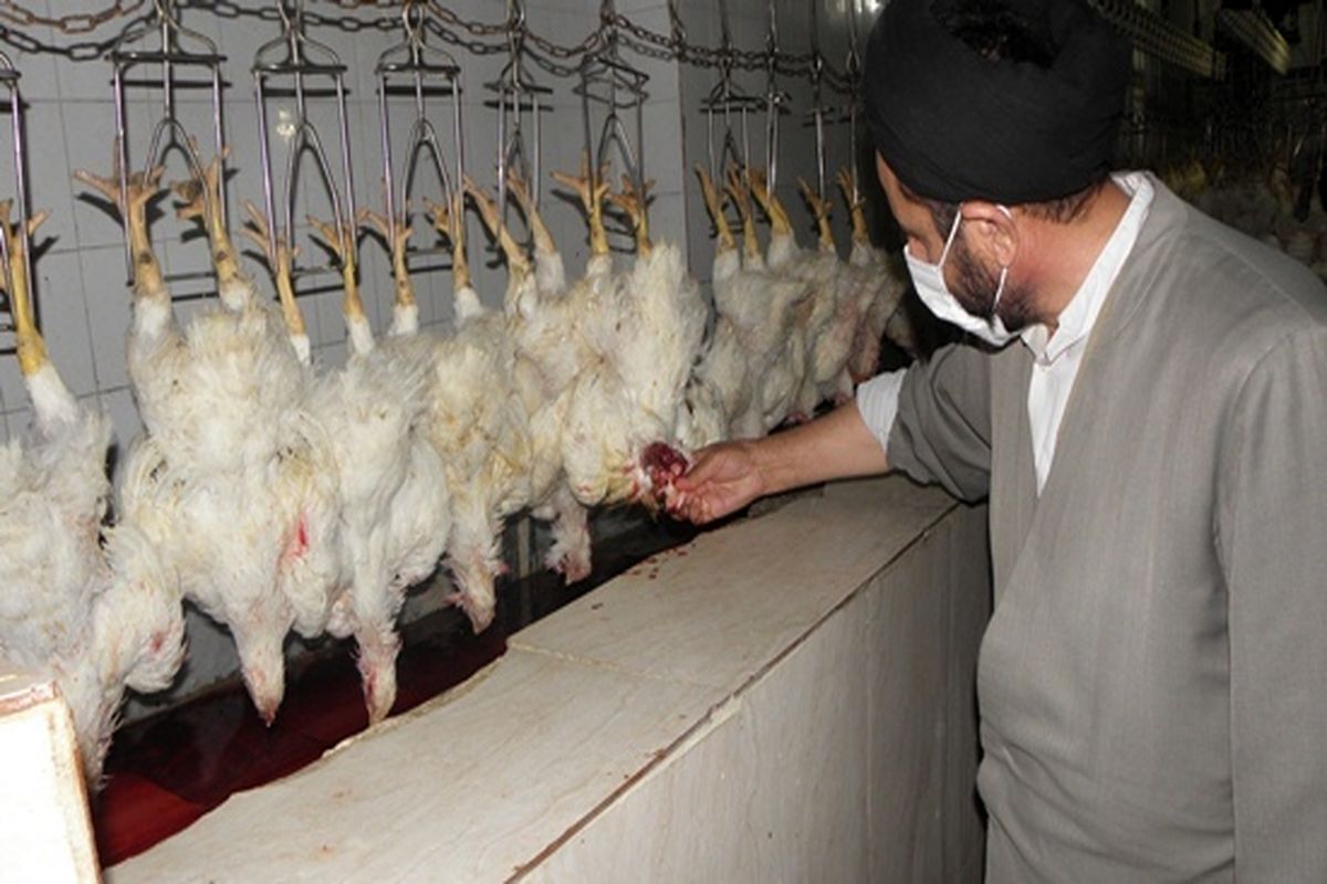 کشتار حلال دام و طیور 