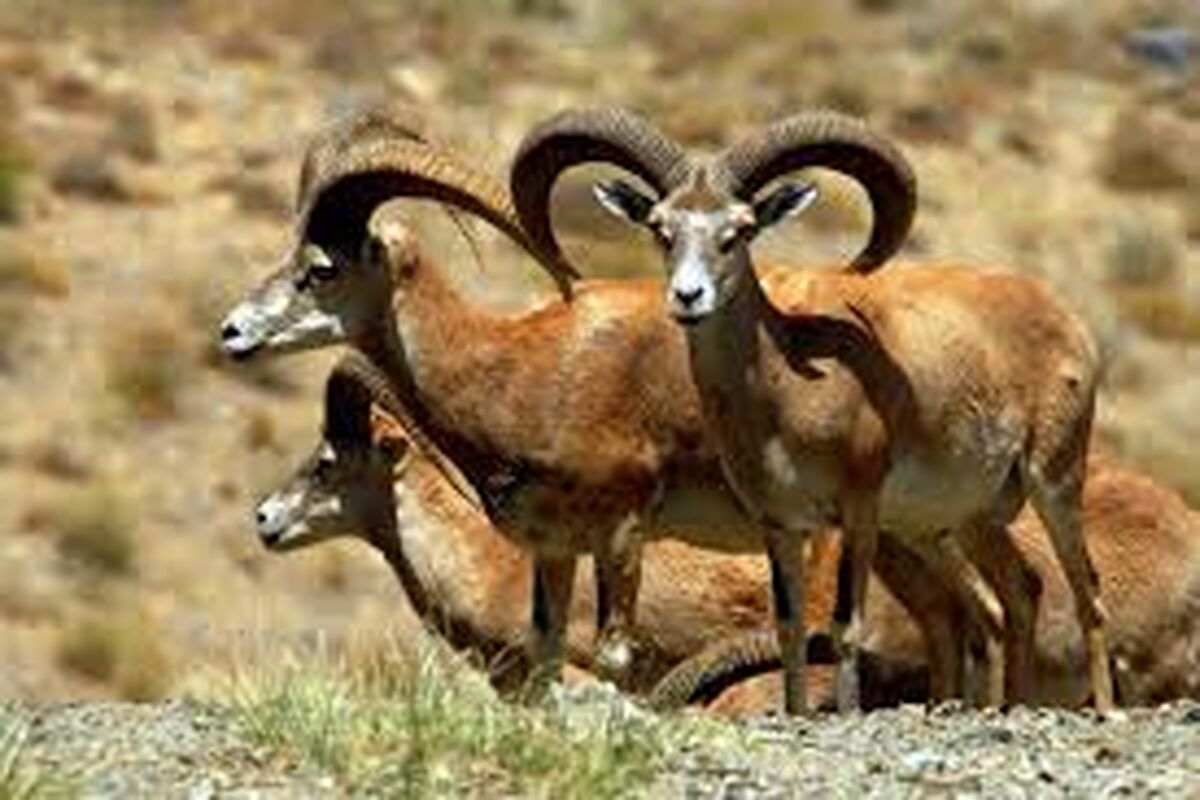 گونه جانوری اصفهان