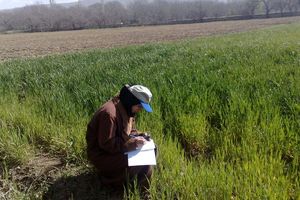 طرح کارورزی 35 هزار فارغ التحصیل کشاورزی و منابع طبیعی اجرا می شود