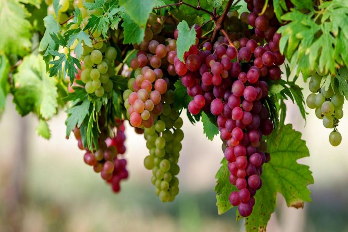 انگور خلخال