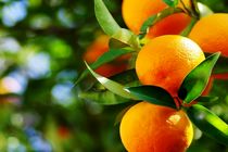 برداشت بیش از ۵۸ هزار تن مرکبات از باغ های فسا