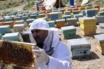 تولید ۳۱۵ تن عسل در سال گذشته در چهارمحال و بختیاری
