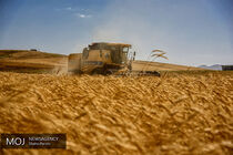 خرید تضمینی گندم از 9.5 میلیون تن گذشت