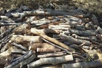 کشف 970 کیلو چوب بلوط قاچاق در برخوار / دستگیری 2 متهم