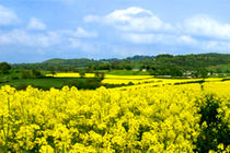 بیش از 4 هزار تن کلزا در مزارع آذربایجان غربی تولید شده است