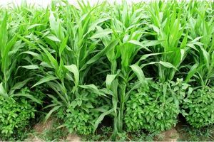 کشت بیش از ۱۲ هزار و ۸۰۰ هکتار علوفه پاییزه در شالیزارهای بابل انجام شد