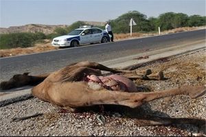 تصادف با شتر یک کشته و 4 مصدوم بر جای گذاشت
