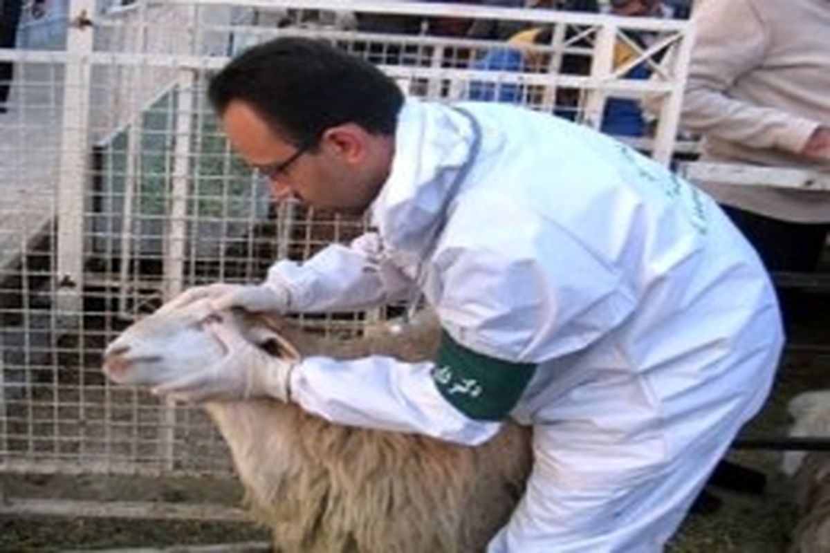 ذبح دام در عید قربان