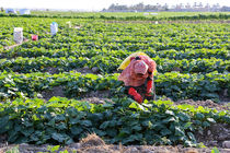 آغاز برداشت خیار خارج از فصل در هرمزگان