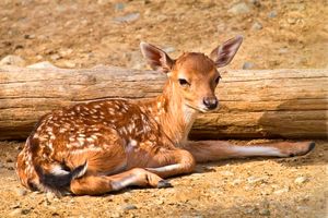 سه گوزن زرد ایرانی در پارک ملی کرخه متولد شد
