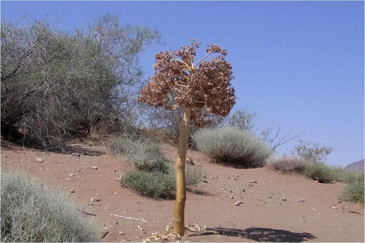 باریجه