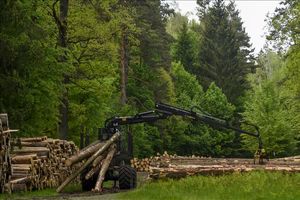 مناطق جنگلی جهان در حال کاهش است