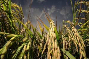 برنج مقاوم به شوری و خشکی در گیلان تولید می شود