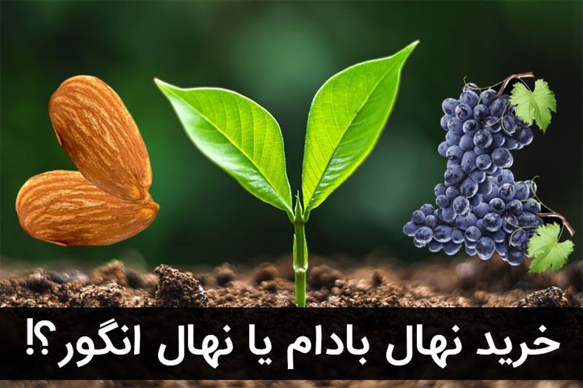 نهال بادام