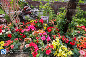 کاشت ۸۰ گونه گل فصل در باغ گلها برای استقبال از نوروز