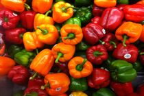 برداشت فلفل رنگی گلخانه ای در میناب