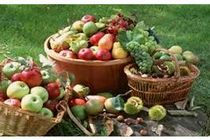 تولید 1800 تن میوه دانه دار و دانه ریز در بابل