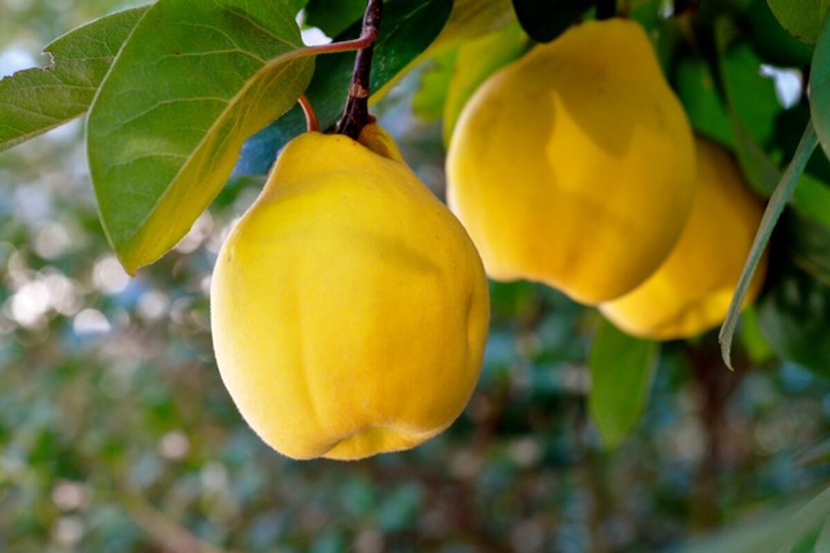 میوه به 