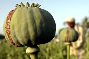شناسایی و امحاء مزارع کشت مواد مخدر در رودسر