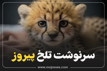 اینفوگرافیک/سرنوشت تلخ پیروز 