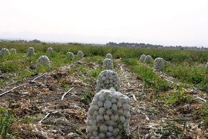 آغاز برداشت سیر محلی از ۱۰ هکتار اراضی کشاورزی بندرلنگه