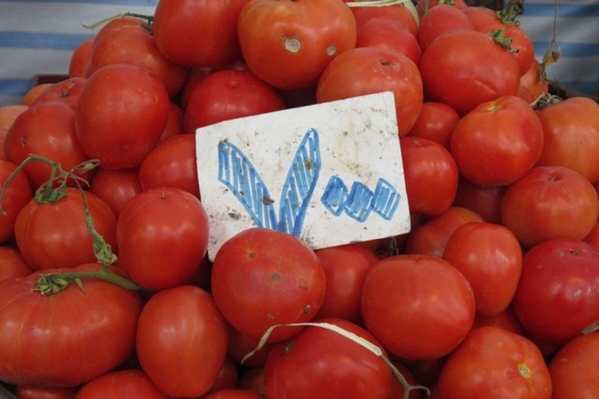 گوجه فرنگی