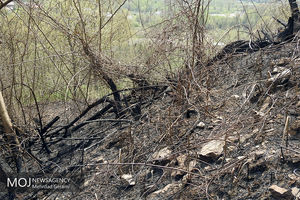 گرمای هوا بلای جان جنگل‌های میناب/بیش از ده مورد آتش سوزی در شهرستان میناب