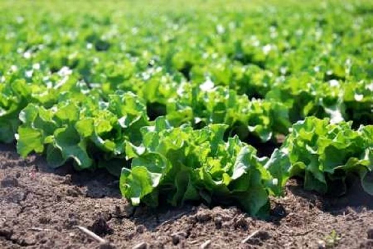 برداشت کاهو