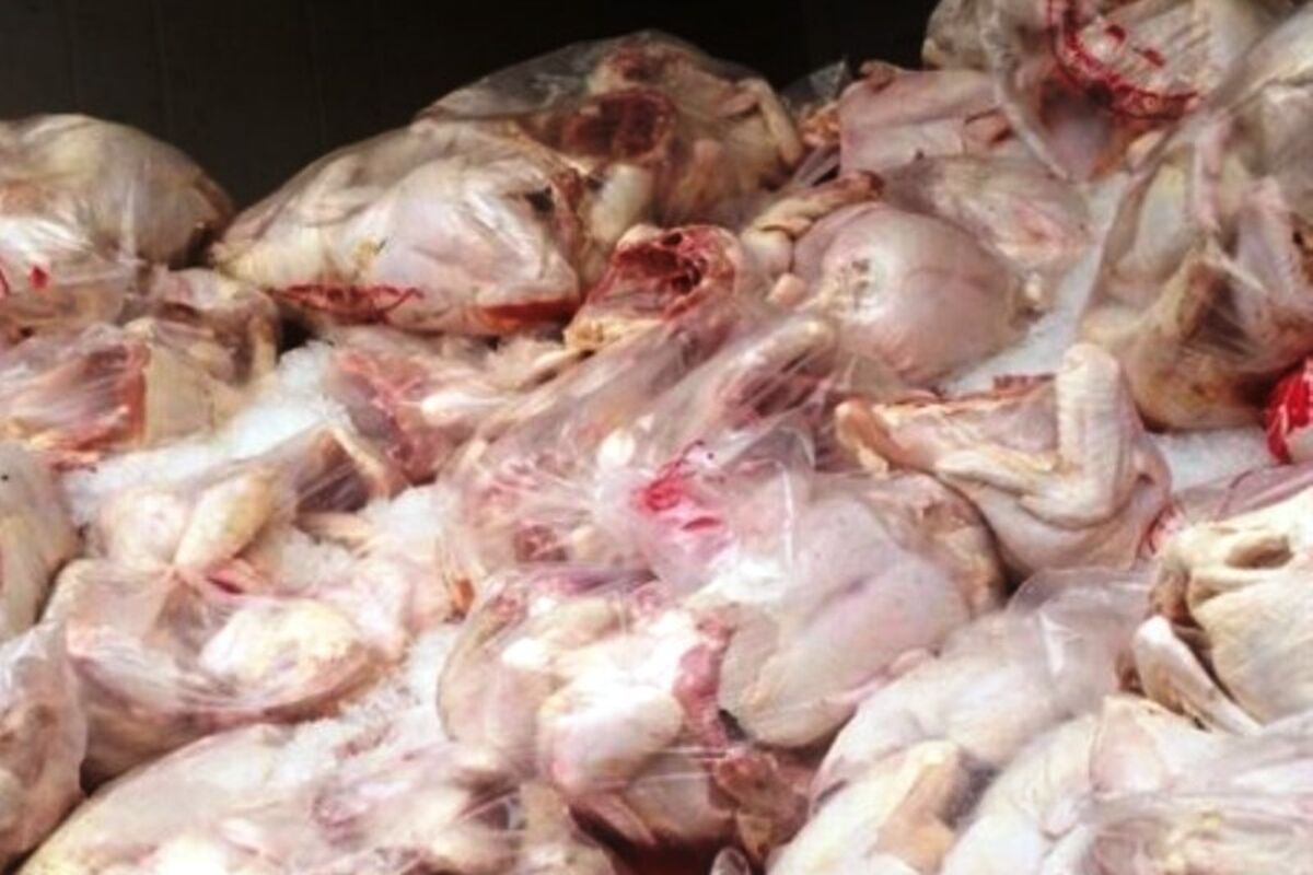 اصفهان- مرغ غیر بهداشتی
