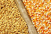 تعداد شرکتهای واردکننده نهاده‌های دامی حدود سه چهارم کاهش یافت