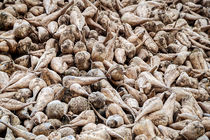 چغندر در سقز بصورت مکانیزه کشت می شود