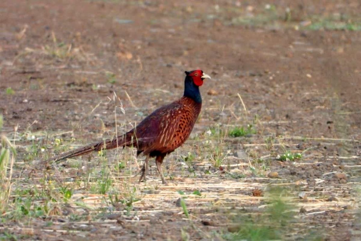 افزایش قرقاول .محیط زیست اردبیل